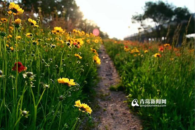 高清：看胜利桥下的隐世美景 漫山遍野小黄花