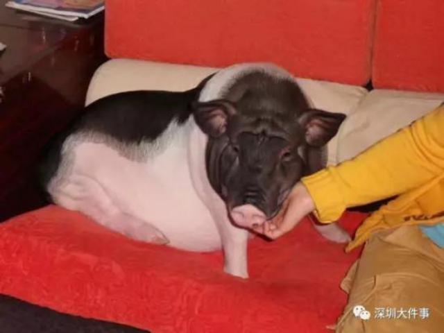 女孩买小香猪两年变300斤肥猪 同吃同睡8年