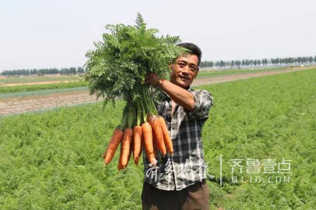 平度仁兆2万多亩胡萝卜大丰收 出口十几个国家