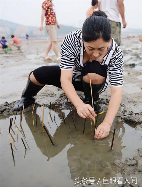 青岛老渔民教你毛笔钓蝼蛄虾 一钓一大筐