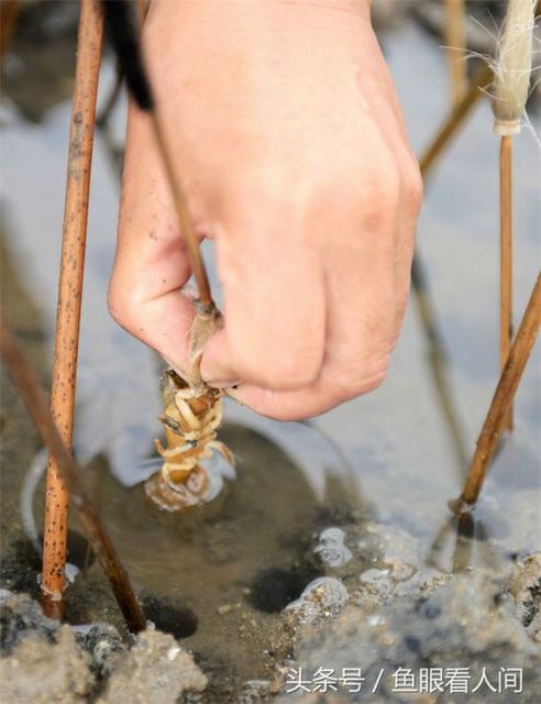 青岛老渔民教你毛笔钓蝼蛄虾 一钓一大筐