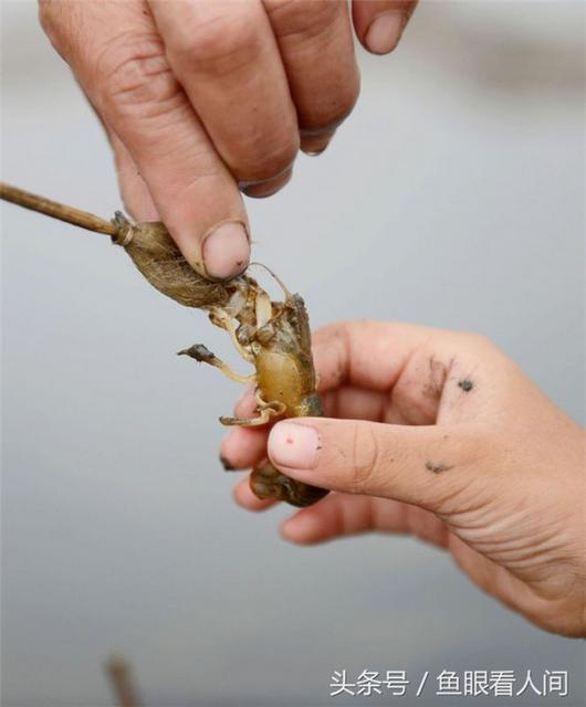 青岛老渔民教你毛笔钓蝼蛄虾 一钓一大筐