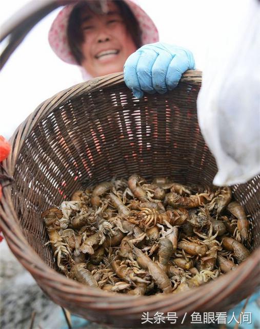 青岛老渔民教你毛笔钓蝼蛄虾 一钓一大筐