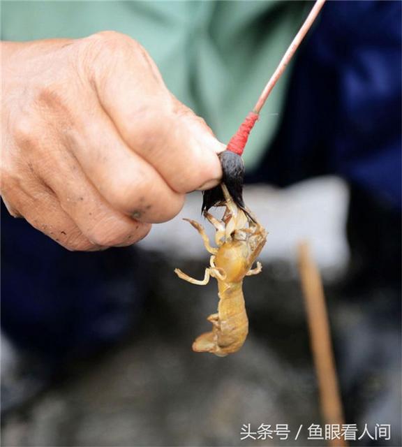 青岛老渔民教你毛笔钓蝼蛄虾 一钓一大筐