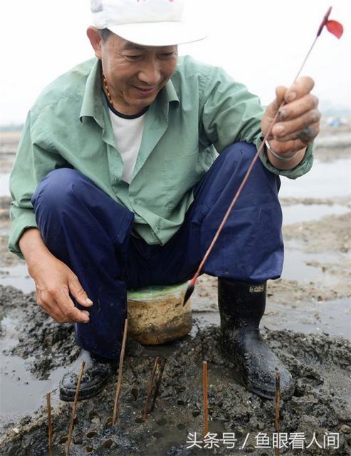 青岛老渔民教你毛笔钓蝼蛄虾 一钓一大筐