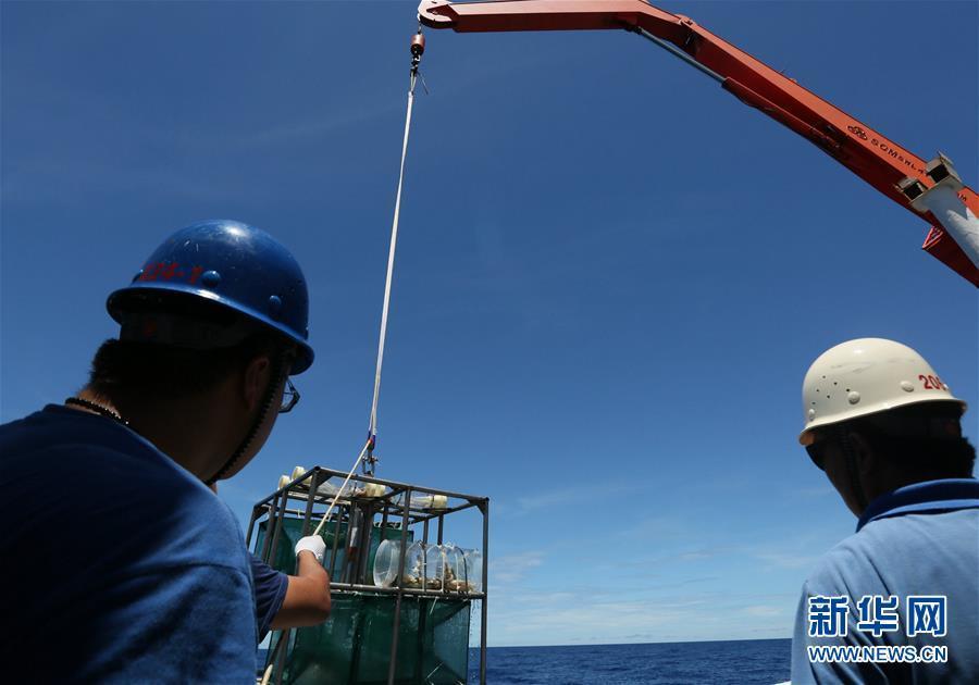 中国科考队在雅浦海沟7000米深渊区捕获狮子鱼