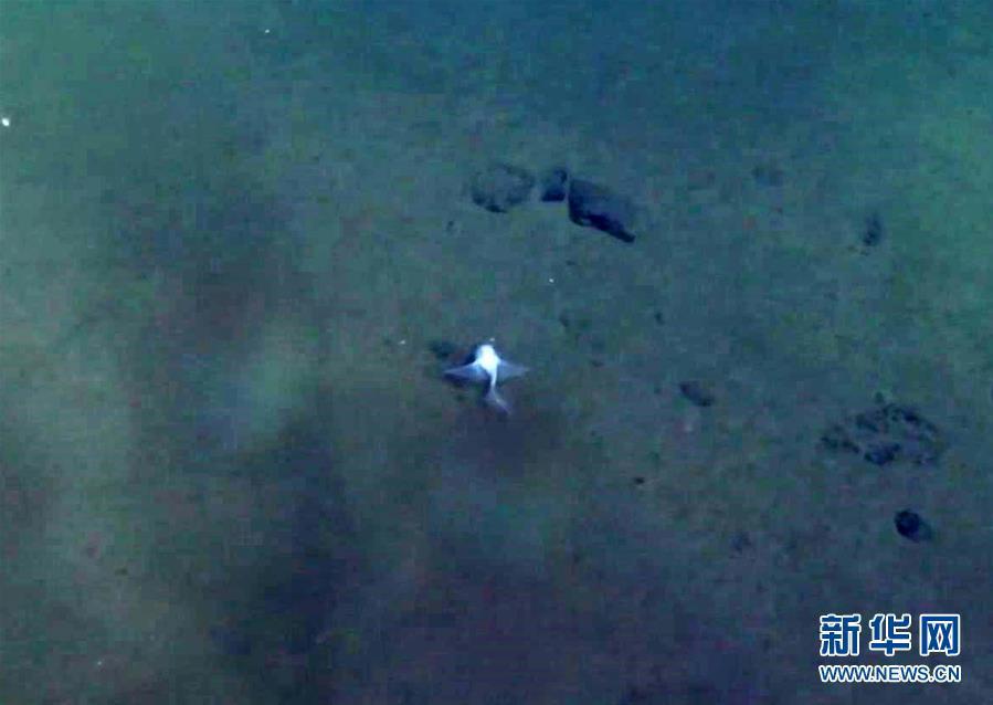 中国科考队在雅浦海沟7000米深渊区捕获狮子鱼