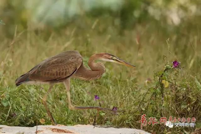 稀罕！国家二级保护鸟类草鹭再现青岛中山公园