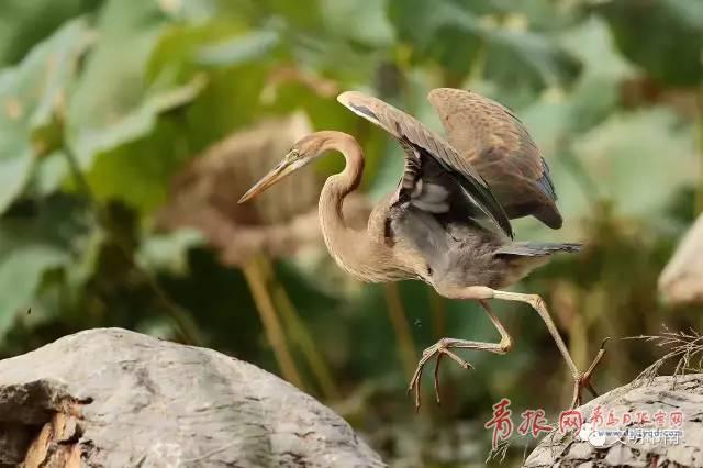 稀罕！国家二级保护鸟类草鹭再现青岛中山公园