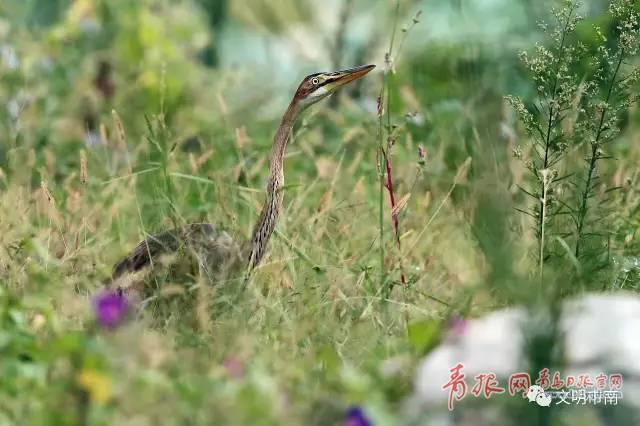 稀罕！国家二级保护鸟类草鹭再现青岛中山公园
