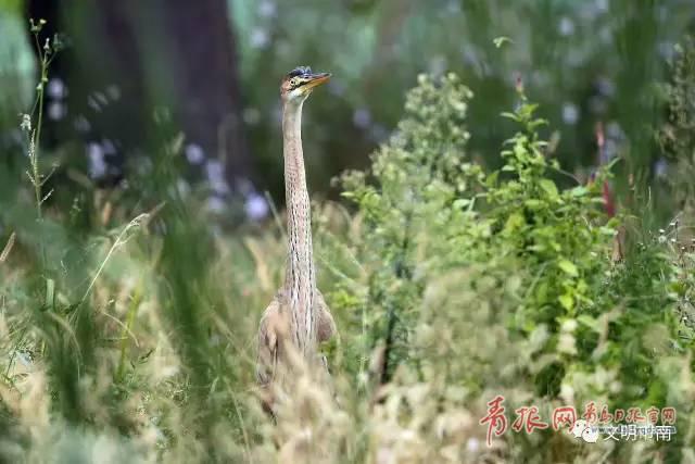 稀罕！国家二级保护鸟类草鹭再现青岛中山公园
