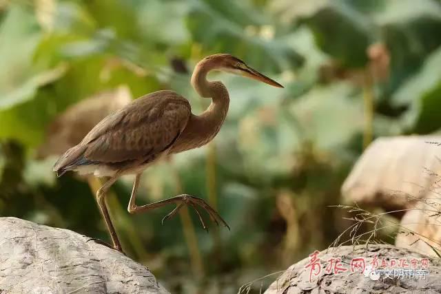 稀罕！国家二级保护鸟类草鹭再现青岛中山公园