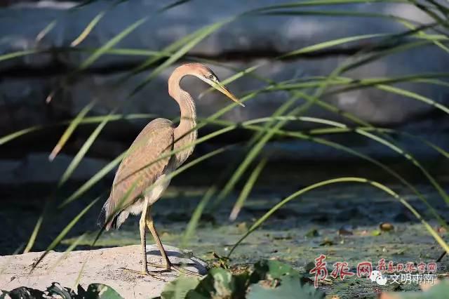 稀罕！国家二级保护鸟类草鹭再现青岛中山公园