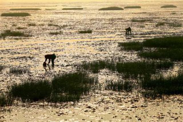 青岛海湾滩涂出现血蛤汛 其貌不扬味道鲜美 青岛海湾滩涂出现血蛤汛 其貌不扬味道鲜美