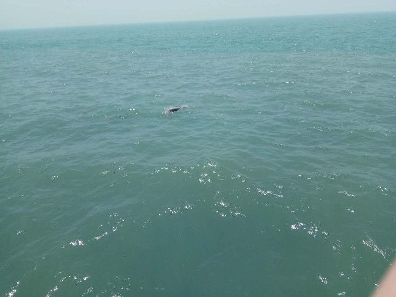 海豚!崂山水域惊现海豚出没 跟随游船嬉戏游泳