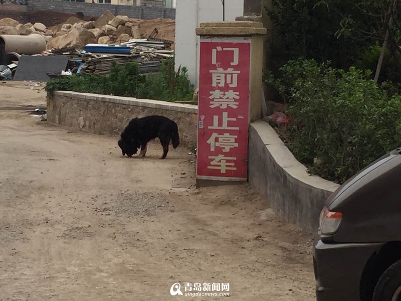 沙子口无主藏獒咬人 特警持步枪当场击毙(图)