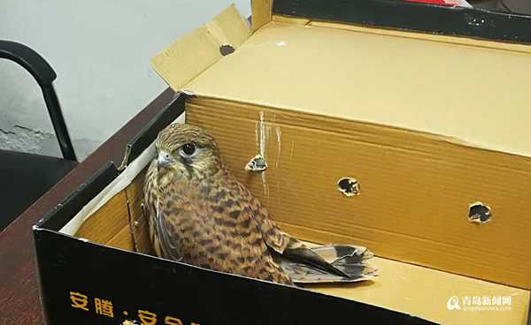 受伤雏鹰掉落厂房房顶 一查竟是国家保护动物