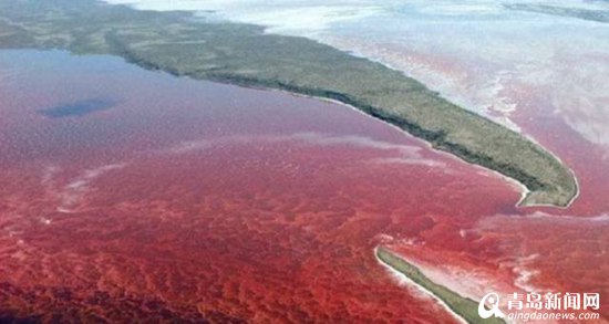 警惕麻痹性贝毒 近期慎食赤潮地区贝类海鲜