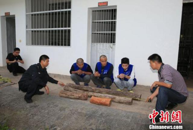 3名男子偷锯中科院黄花梨树 各获刑8年罚金10万