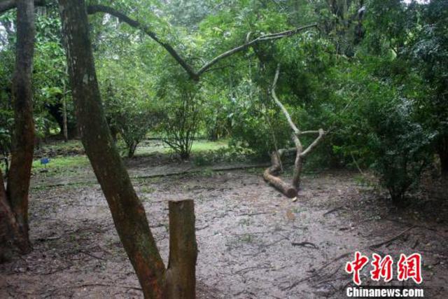 3名男子偷锯中科院黄花梨树 各获刑8年罚金10万 3名男子偷锯中科院黄花梨树 各获刑8年罚金10万