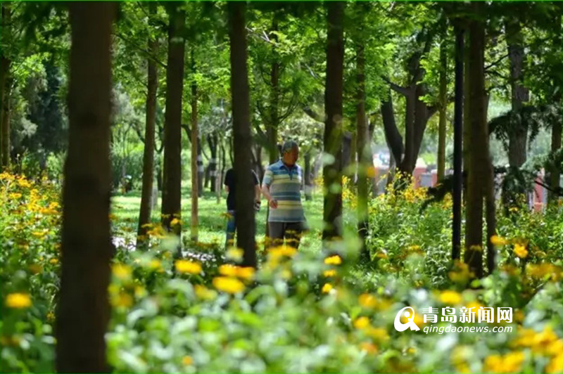 高清：实拍夏日沧口公园 满目绿植花开正艳