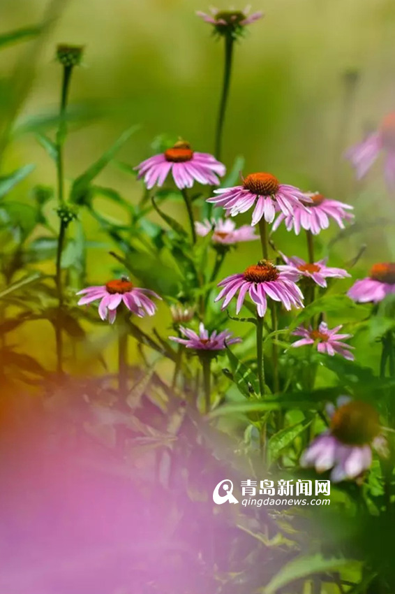 高清：实拍夏日沧口公园 满目绿植花开正艳