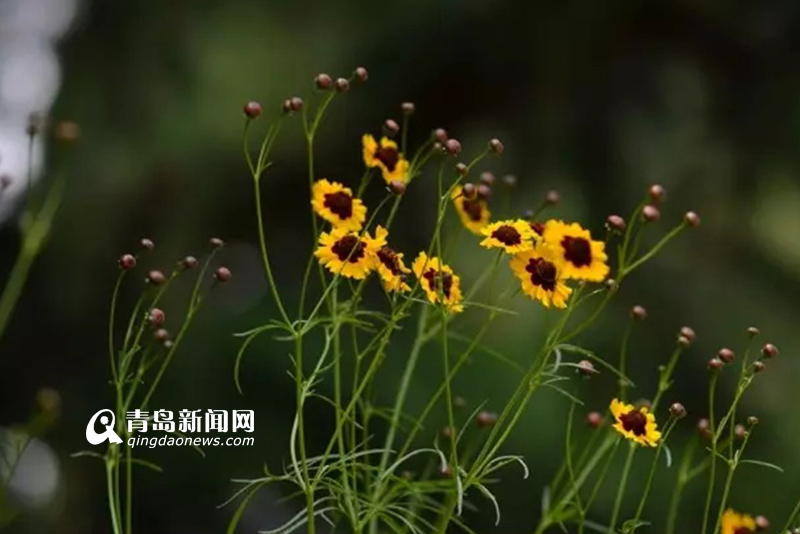 高清：实拍夏日沧口公园 满目绿植花开正艳