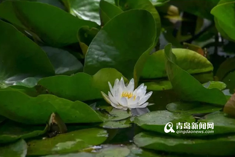 高清：实拍夏日沧口公园 满目绿植花开正艳