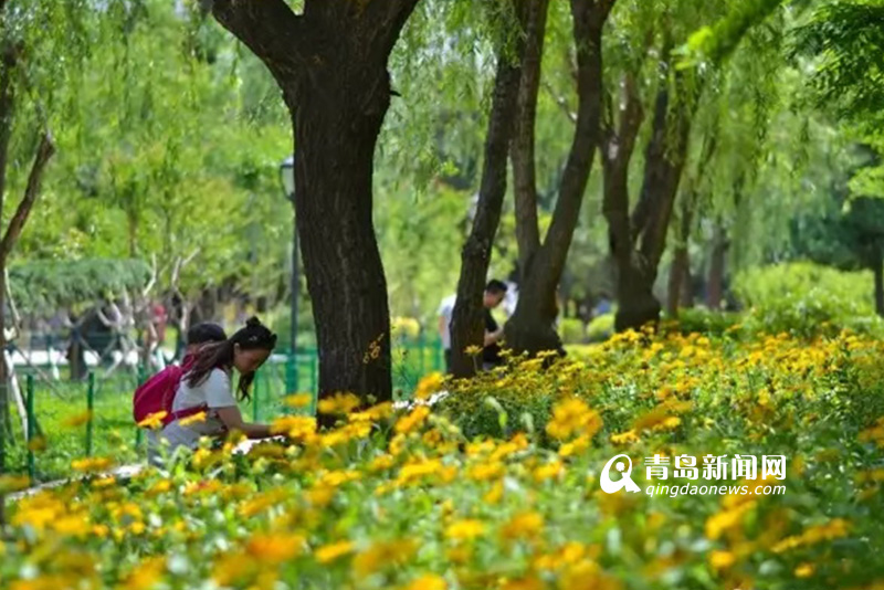 高清：实拍夏日沧口公园 满目绿植花开正艳