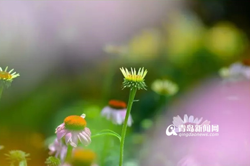 高清：实拍夏日沧口公园 满目绿植花开正艳