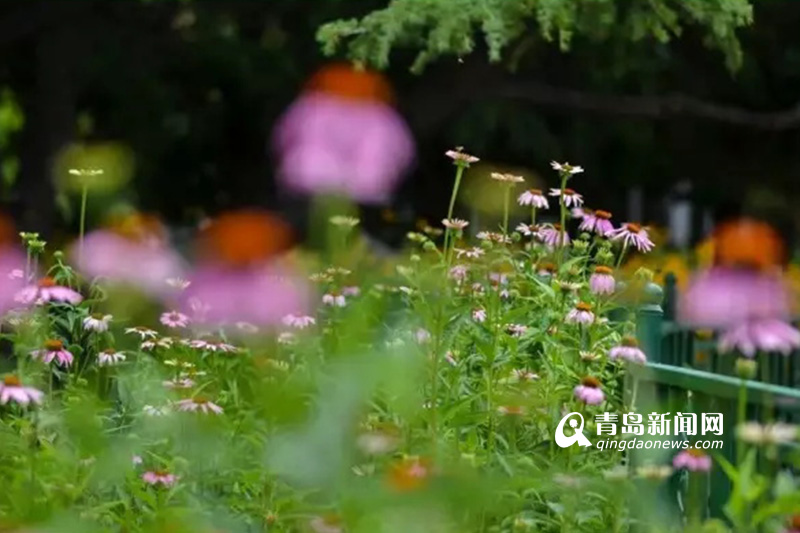 高清：实拍夏日沧口公园 满目绿植花开正艳