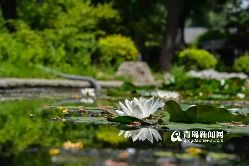 高清：实拍夏日沧口公园 满目绿植花开正艳