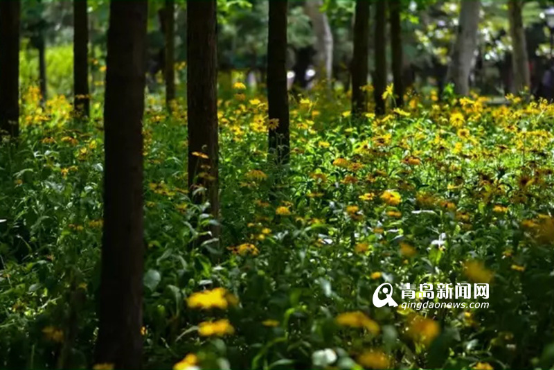 高清：实拍夏日沧口公园 满目绿植花开正艳