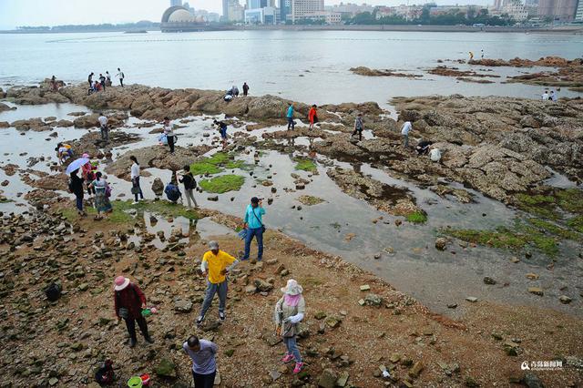 高清:栈桥跌大潮露出壮观礁石阵 游客热闹赶海