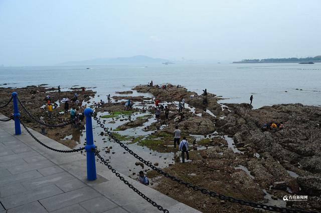 高清:栈桥跌大潮露出壮观礁石阵 游客热闹赶海