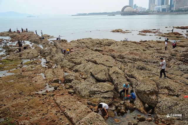 高清:栈桥跌大潮露出壮观礁石阵 游客热闹赶海