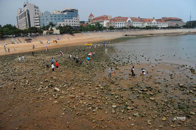 高清:栈桥跌大潮露出壮观礁石阵 游客热闹赶海