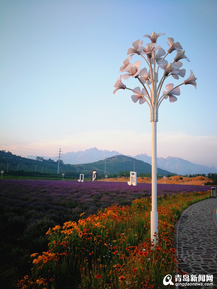 迎最佳赏花期 西海岸百亩薰衣草竞相绽放(图)