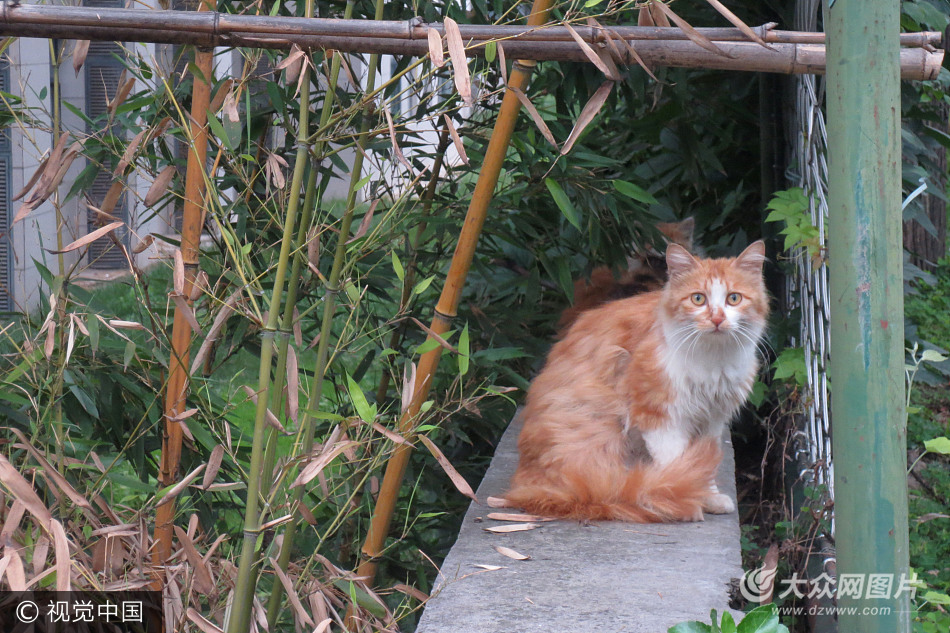 七旬老太18年不断喂流浪猫