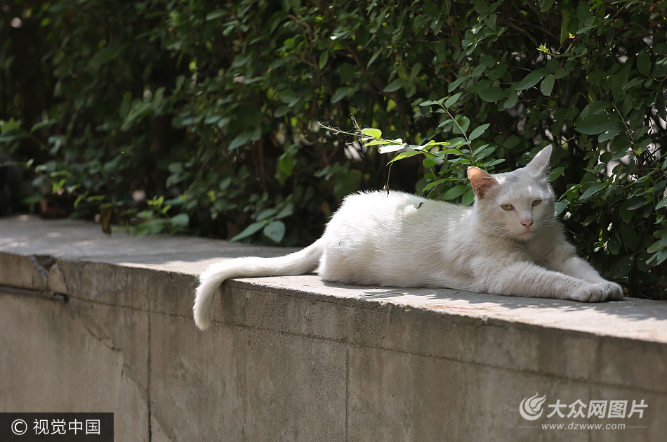 七旬老太18年不断喂流浪猫