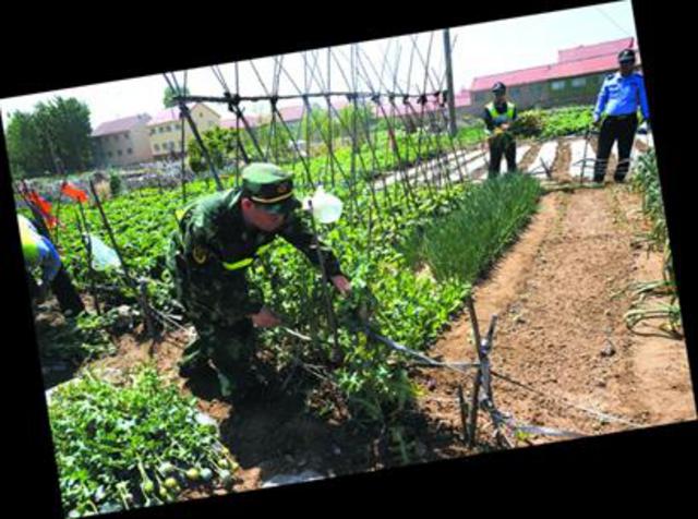 重拳打击涉毒犯罪 公安到农村田间地头铲罂粟