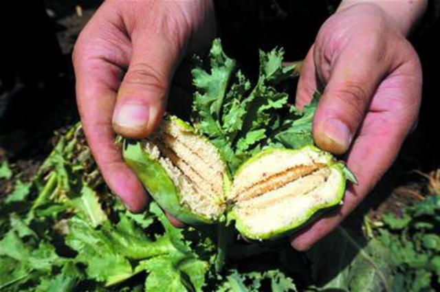 重拳打击涉毒犯罪 公安到农村田间地头铲罂粟