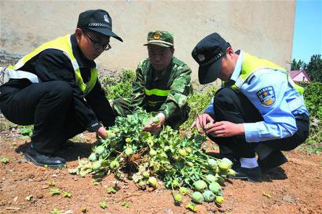 重拳打击涉毒犯罪 公安到农村田间地头铲罂粟