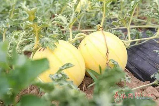 即墨传统农法种出黄金西瓜 口味俱佳每斤5元