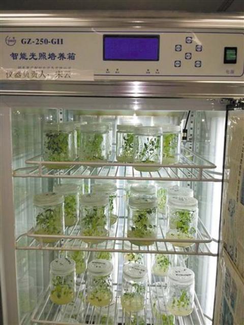 首次月面生物实验:如何在月球开出人类第一朵花