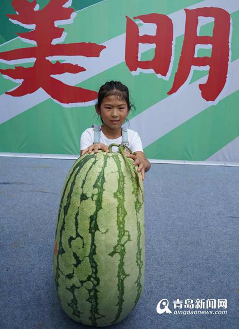 平度农户种出84斤西瓜王 现场传授秘诀(图)