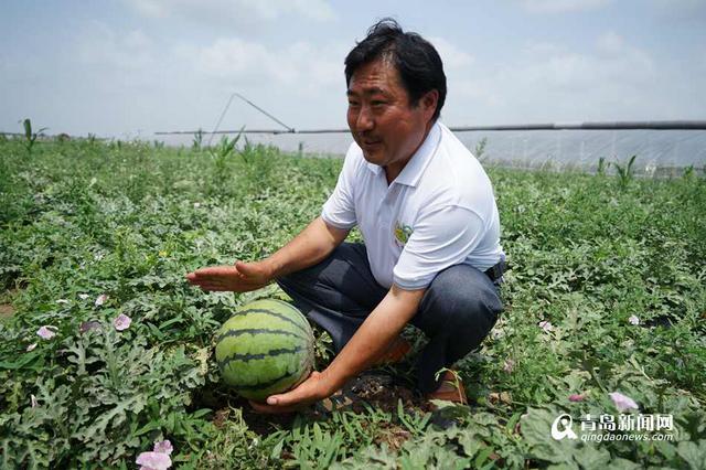 平度农户种出84斤西瓜王 现场传授秘诀(图)