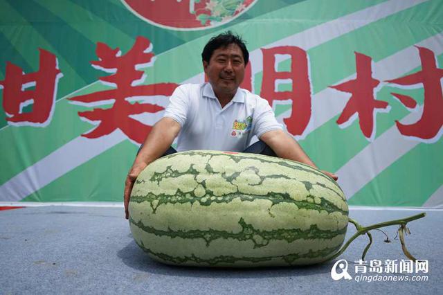 平度农户种出84斤西瓜王 现场传授秘诀(图)