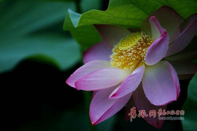 满塘素红碧 风起玉珠落!“夏雨荷”现身李村河