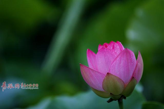 满塘素红碧 风起玉珠落!“夏雨荷”现身李村河